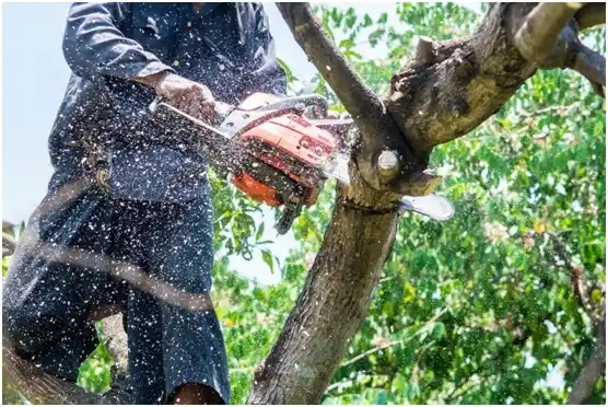 tree services Cornell